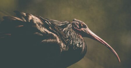 L'ibans et le swift/bic : déchiffrer les clés de la banque internationale