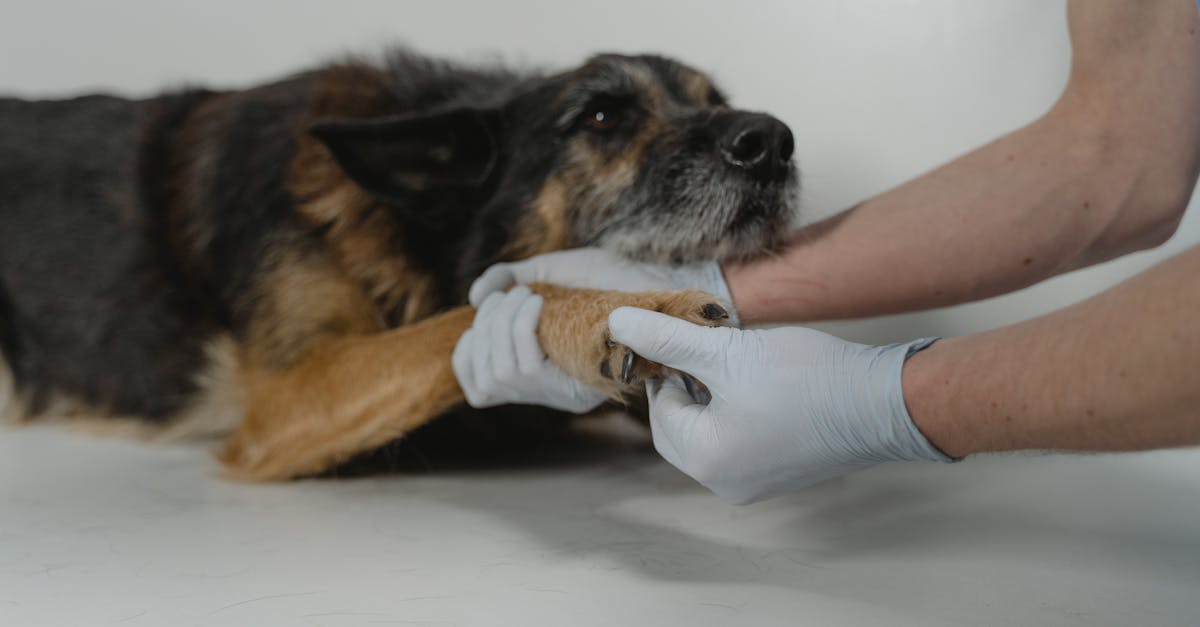 trouvez un vétérinaire qualifié et passionné pour prendre soin de la santé et du bien-être de votre animal. profitez de conseils professionnels, de services de qualité et d'une attention personnalisée pour vos compagnons à quatre pattes.
