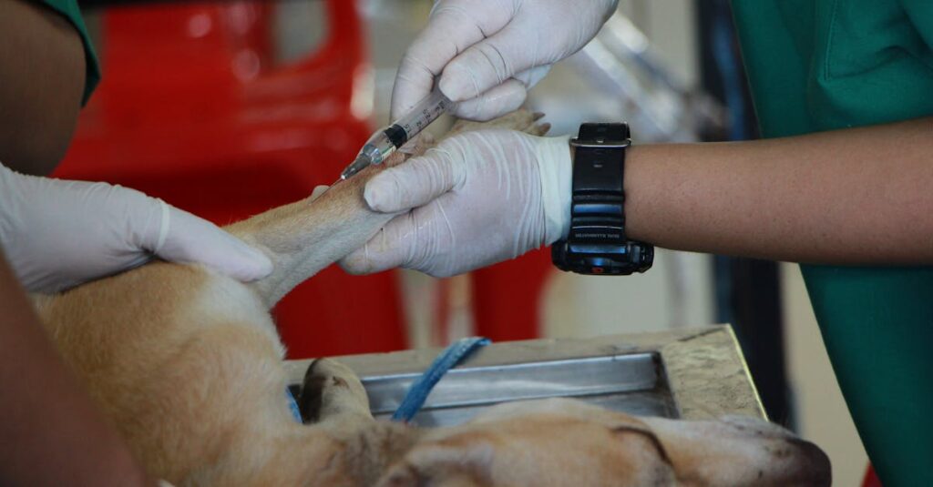 découvrez l'expertise de nos vétérinaires passionnés, dédiés à la santé et au bien-être de vos animaux. bénéficiez de soins de qualité, de conseils personnalisés et d'un suivi attentif pour la santé de vos compagnons à quatre pattes.