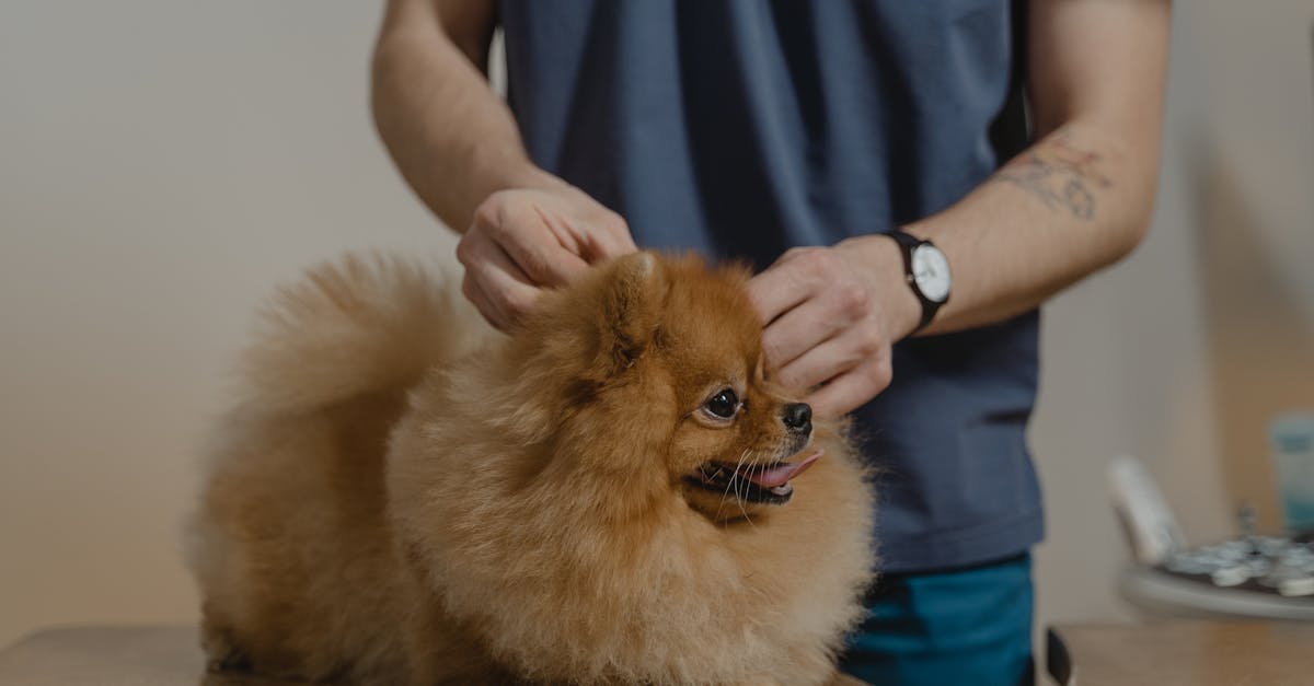 découvrez des conseils d'experts et des informations précieuses sur les soins vétérinaires, le bien-être animal et les traitements pour vos compagnons à quatre pattes. trouvez un vétérinaire de confiance près de chez vous pour assurer la santé et le bonheur de vos animaux.