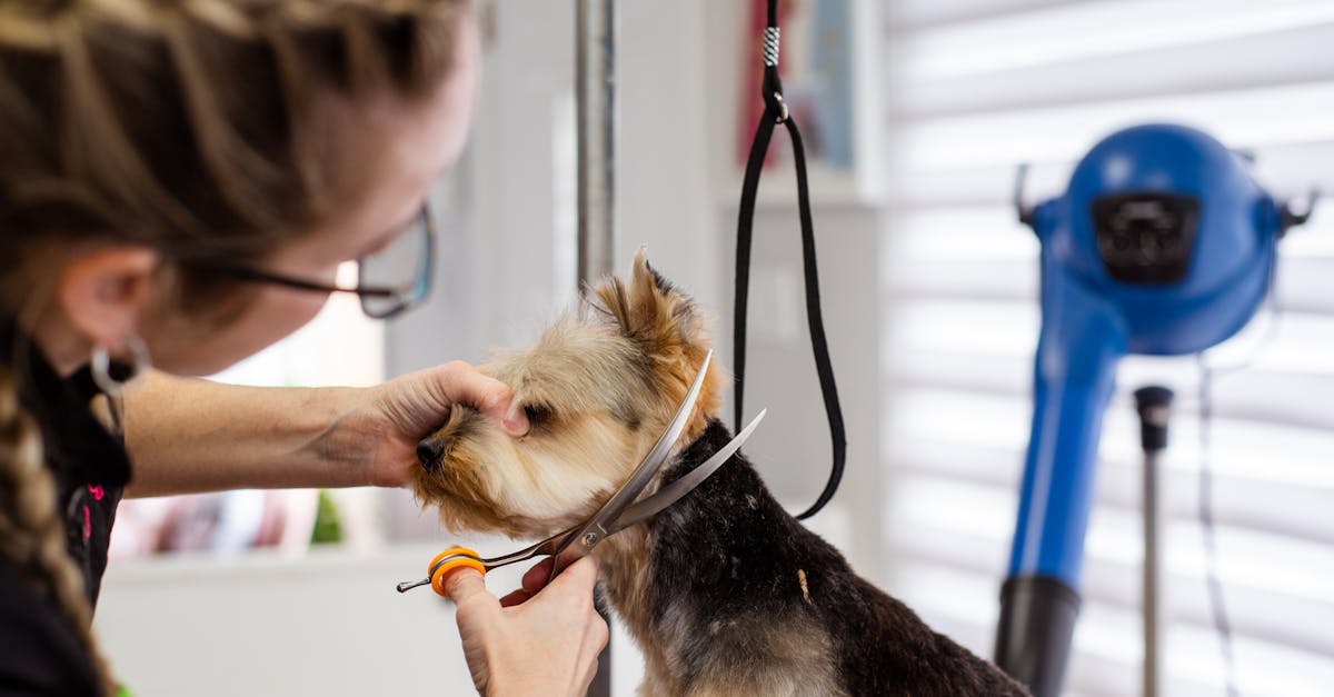 découvrez des soins vétérinaires de qualité pour vos animaux. nos vétérinaires expérimentés sont dédiés à la santé et au bien-être de vos compagnons à quatre pattes. prenez rendez-vous dès aujourd'hui pour garantir une vie saine et heureuse à votre fidèle ami.