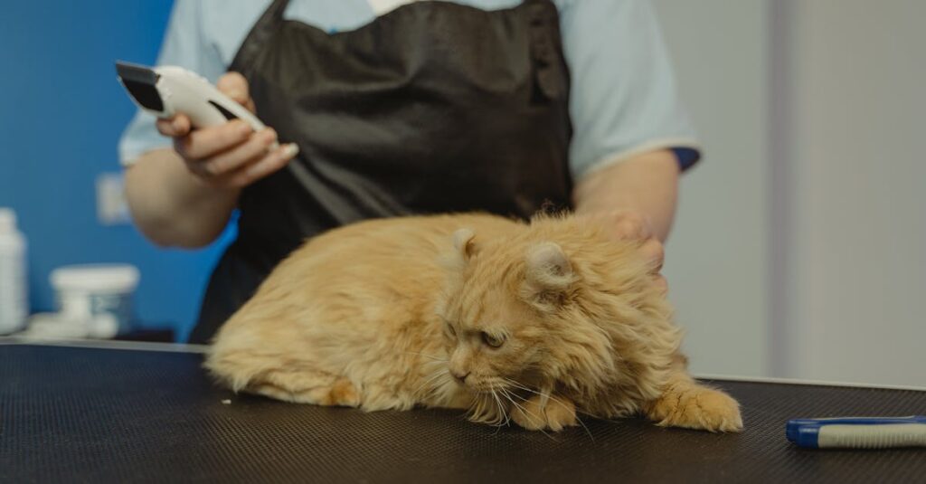 découvrez le métier d'assistant vétérinaire : un rôle essentiel dans le bien-être des animaux. apprenez les compétences nécessaires, les responsabilités et les opportunités de carrière dans ce domaine passionnant, au service des animaux et de leurs propriétaires.
