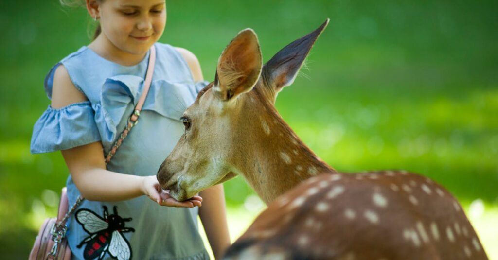 découvrez nos conseils et astuces pour prendre soin de vos animaux de compagnie. apprenez les meilleures pratiques en matière de nutrition, de santé et d'éducation pour assurer le bien-être de vos fidèles compagnons.