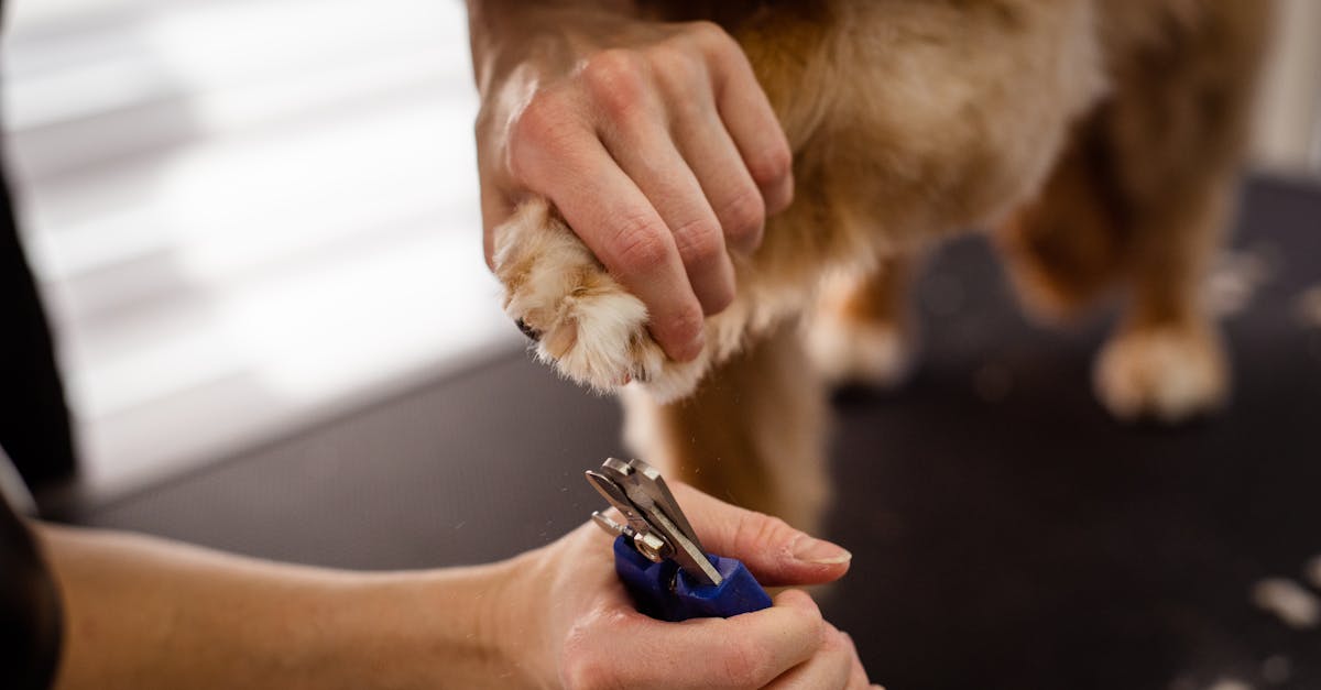 découvrez des conseils essentiels pour le soin des animaux, incluant l'alimentation, l'hygiène et le bien-être de vos compagnons à quatre pattes. assurez leur bonheur et leur santé grâce à des astuces pratiques et des informations fiables.
