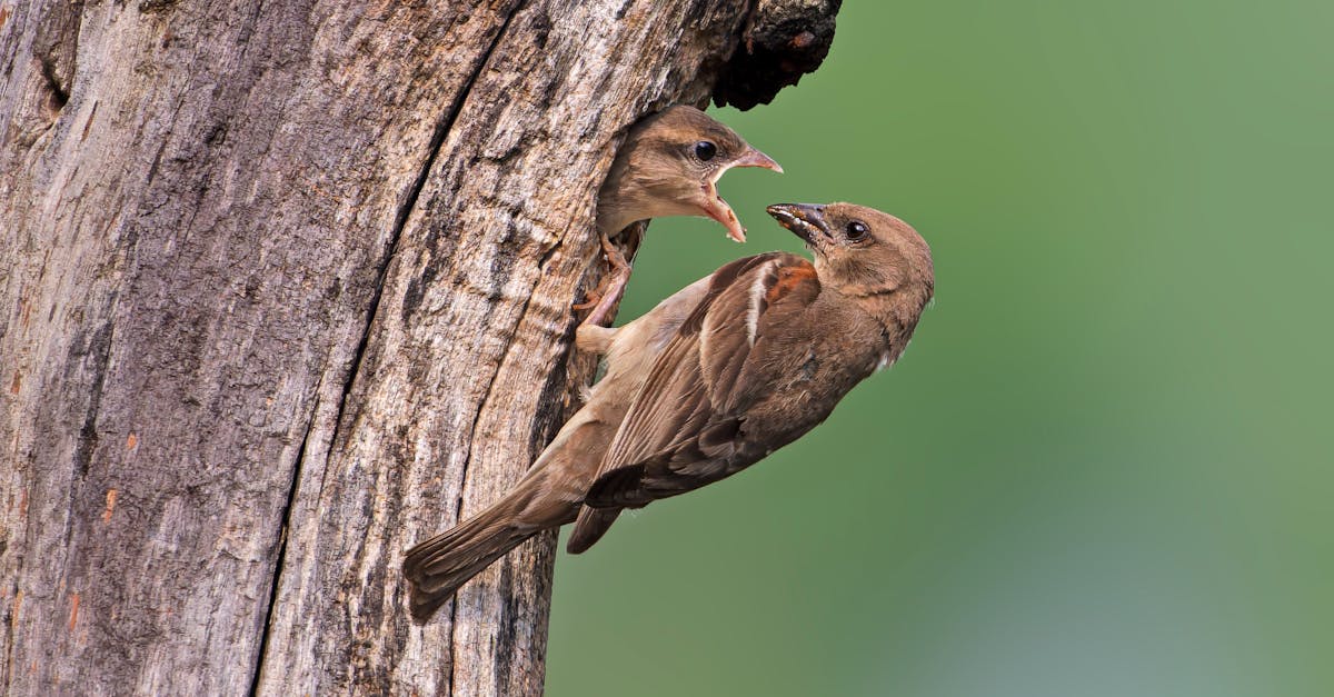 découvrez nos conseils et ressources pour assurer le bien-être de vos animaux de compagnie. apprenez les meilleures pratiques en matière de soin, de nutrition et de santé pour garantir à vos animaux une vie heureuse et épanouie.