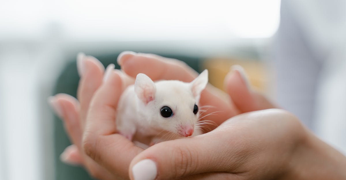 découvrez des conseils essentiels pour le soin des animaux, y compris l'alimentation, l'hygiène et le bien-être. assurez une vie épanouie à vos compagnons à quatre pattes grâce à nos astuces et recommandations.