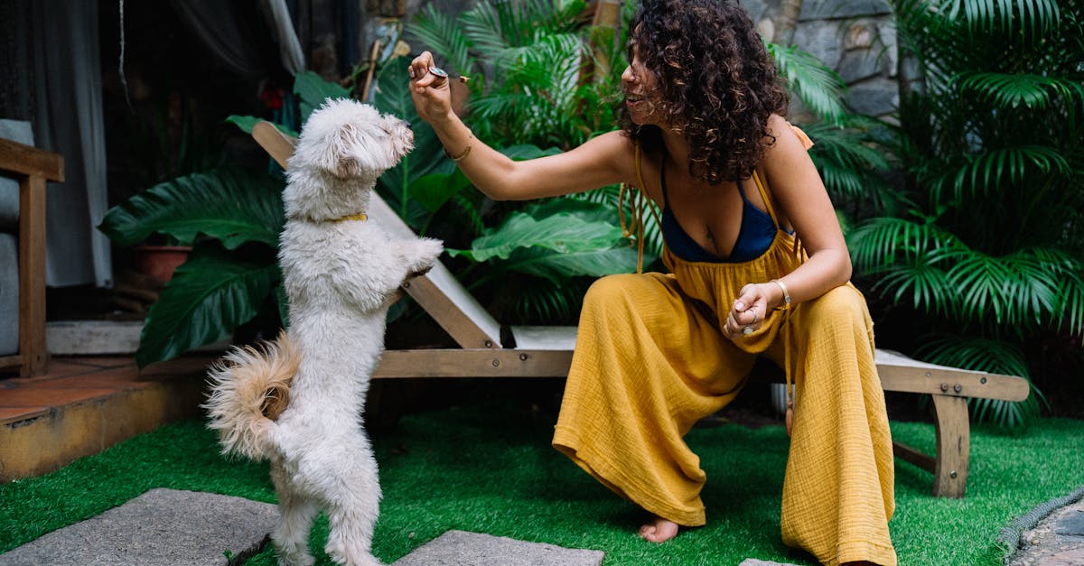 découvrez les conseils et techniques d'un éducateur canin professionnel pour renforcer la relation avec votre chien. apprenez à corriger les comportements indésirables et à enseigner des astuces amusantes pour une vie harmonieuse ensemble.