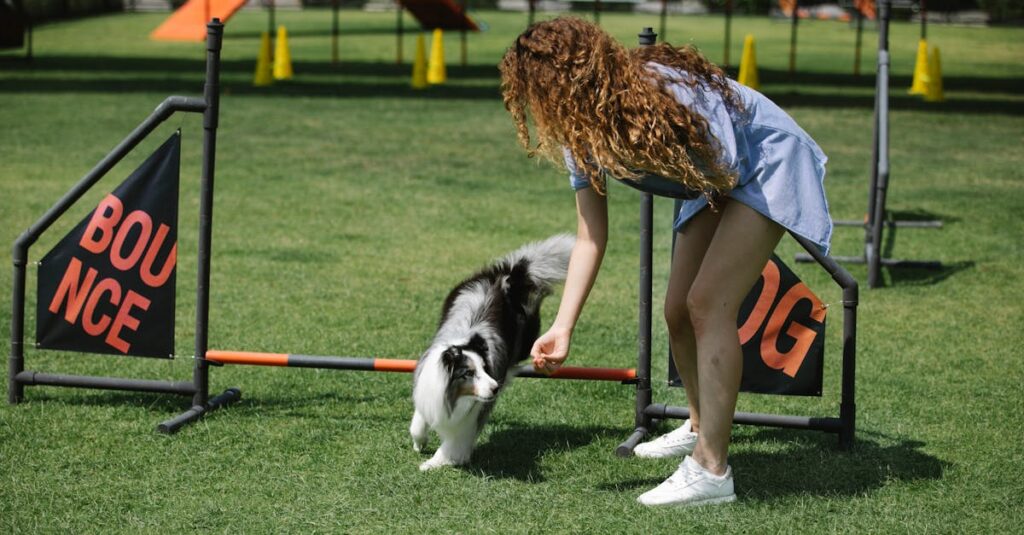 découvrez nos services de formation canine adaptés à tous les besoins. améliorez le comportement de votre chien avec l'aide de nos experts en éducation canine. techniques positives, séances personnalisées et conseils pratiques pour un compagnon bien éduqué et heureux.