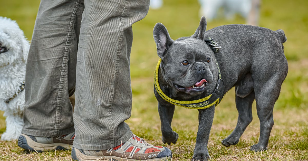 découvrez nos services de dressage pour chiens, adaptés à toutes les races et âges. apprenez des techniques efficaces et bienveillantes pour renforcer la complicité avec votre compagnon à quatre pattes.