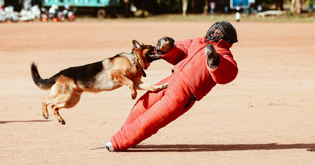 découvrez nos services de formation canine personnalisée pour améliorer le comportement de votre chien. nos entraîneurs expérimentés vous aideront à renforcer le lien avec votre compagnon tout en développant ses compétences. inscrivez-vous dès aujourd'hui!