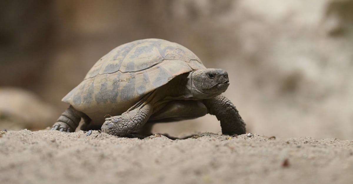 découvrez comment prospérer dans un environnement dynamique où les changements rapides et les défis stimulants sont la norme. apprenez des stratégies efficaces pour vous adapter et exceller dans un monde en constante évolution.