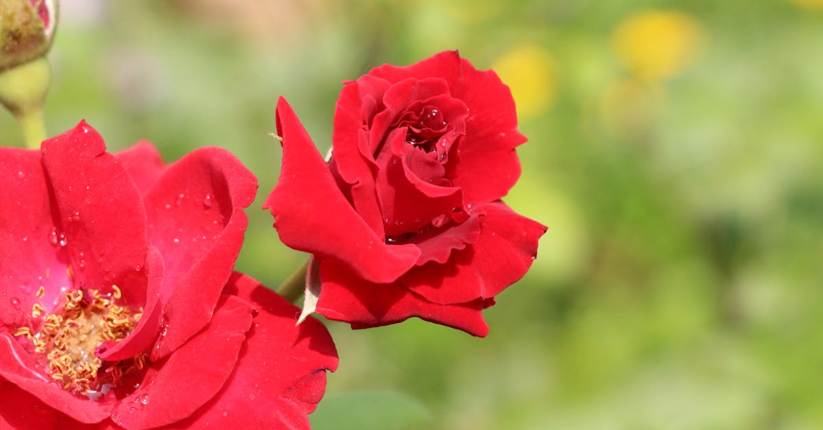 découvrez l'univers des fleuristes : conseils, tendances et inspirations pour créer des arrangements floraux uniques et sublimer toutes vos occasions. que ce soit pour un mariage, un anniversaire ou juste pour faire plaisir, trouvez votre fleuriste idéal et laissez-vous inspirer par la beauté des fleurs.