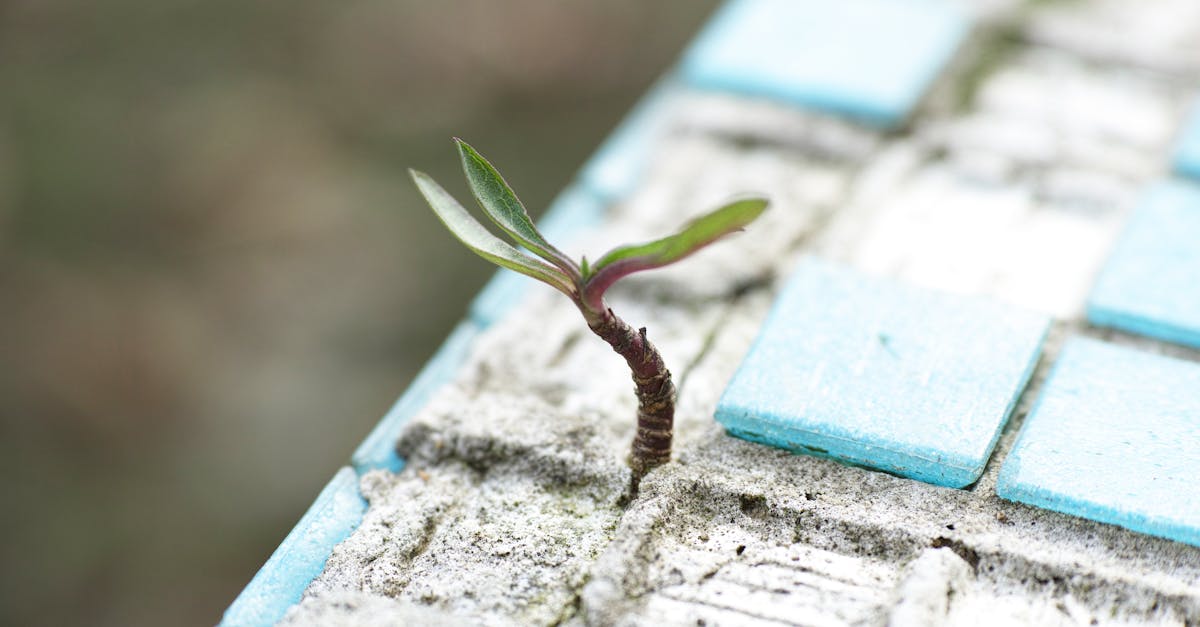 découvrez comment créer et gérer une micro-entreprise en france. apprenez les étapes essentielles, les avantages fiscaux et les meilleures pratiques pour réussir votre projet entrepreneurial.