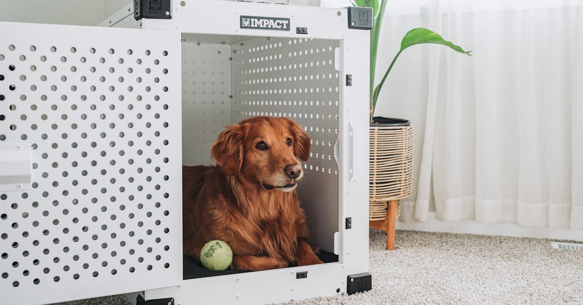 découvrez notre refuge pour animaux, un lieu dédié à la protection et au bien-être des animaux abandonnés. adoptez un compagnon fidèle et offrez-lui une seconde chance dans un environnement chaleureux et accueillant.