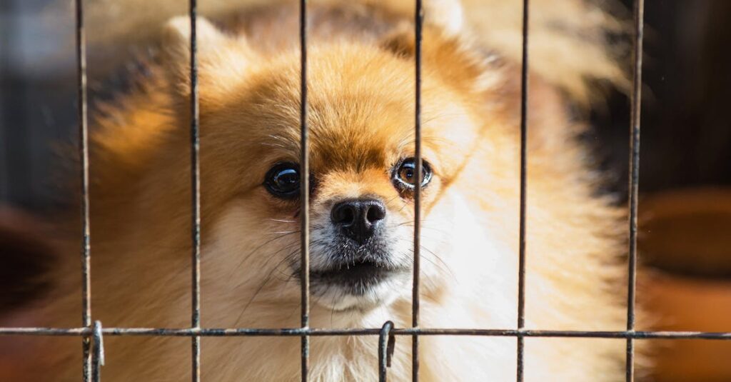 découvrez notre refuge pour animaux, un sanctuaire dédié à la protection et à l'adoption d'animaux abandonnés. rejoignez-nous pour offrir une seconde chance à ces compagnons à quatre pattes qui n'attendent qu'un foyer aimant.