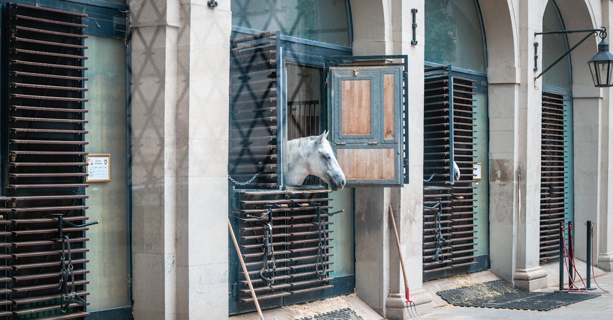 découvrez notre refuge pour animaux, un lieu où les animaux abandonnés trouvent amour, soins et un nouveau foyer. adoptez un compagnon fidèle et contribuez à leur bien-être.