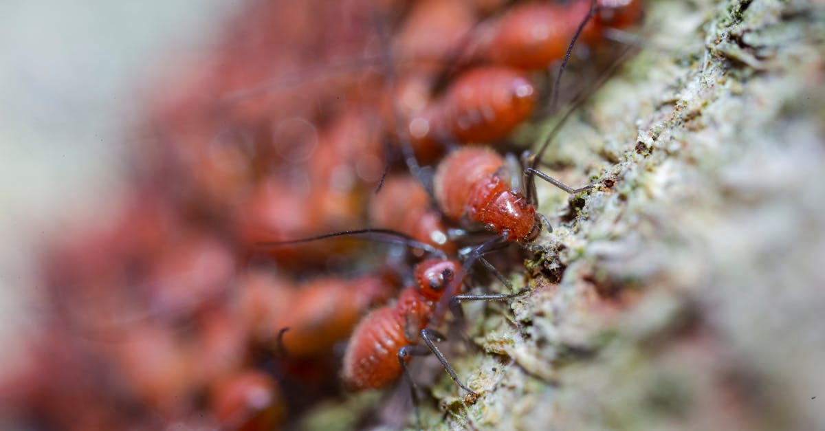 découvrez l'univers fascinant des fourmis : leur comportement intrigant, leur rôle dans l'écosystème et les diverses espèces qui peuplent notre planète. plongez dans le monde des fourmis et apprenez tout sur ces insectes sociaux fascinants.