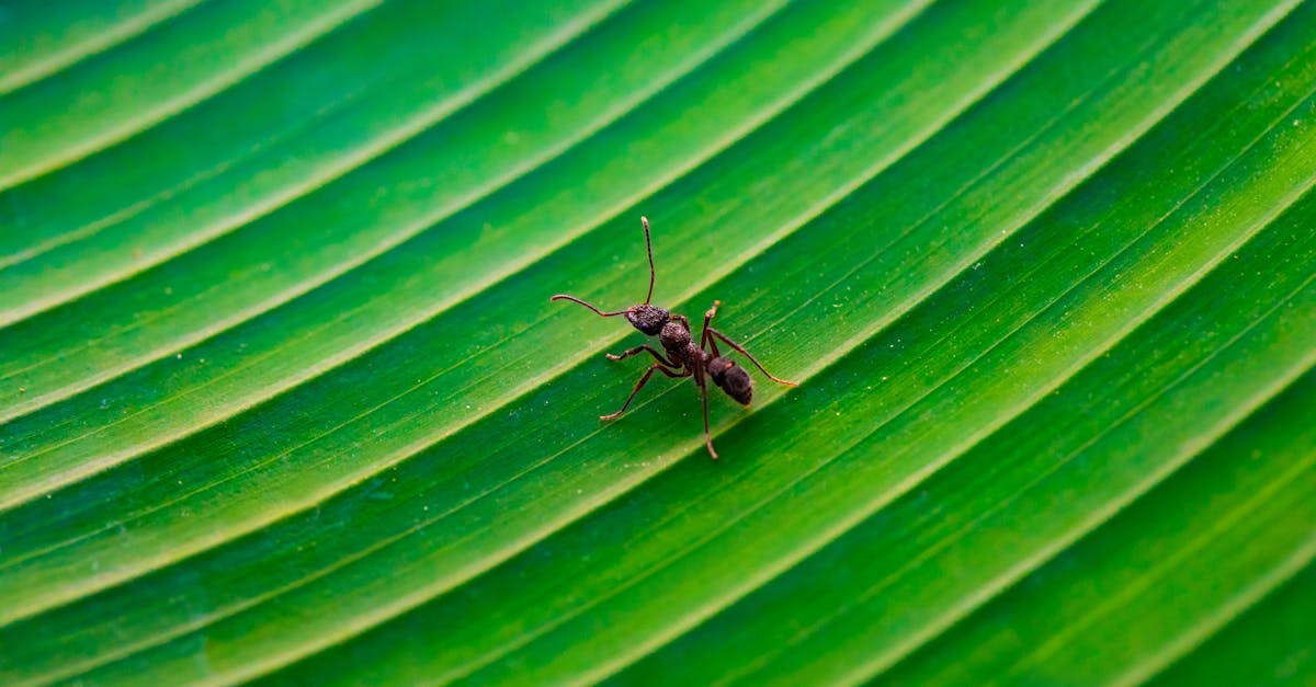 découvrez l'univers fascinant des fourmis : leurs comportements, leur organisation sociale et leur impact sur l'écosystème. plongez dans le monde fascinant des insectes travailleurs et apprenez comment ces petites créatures jouent un rôle essentiel dans la nature.