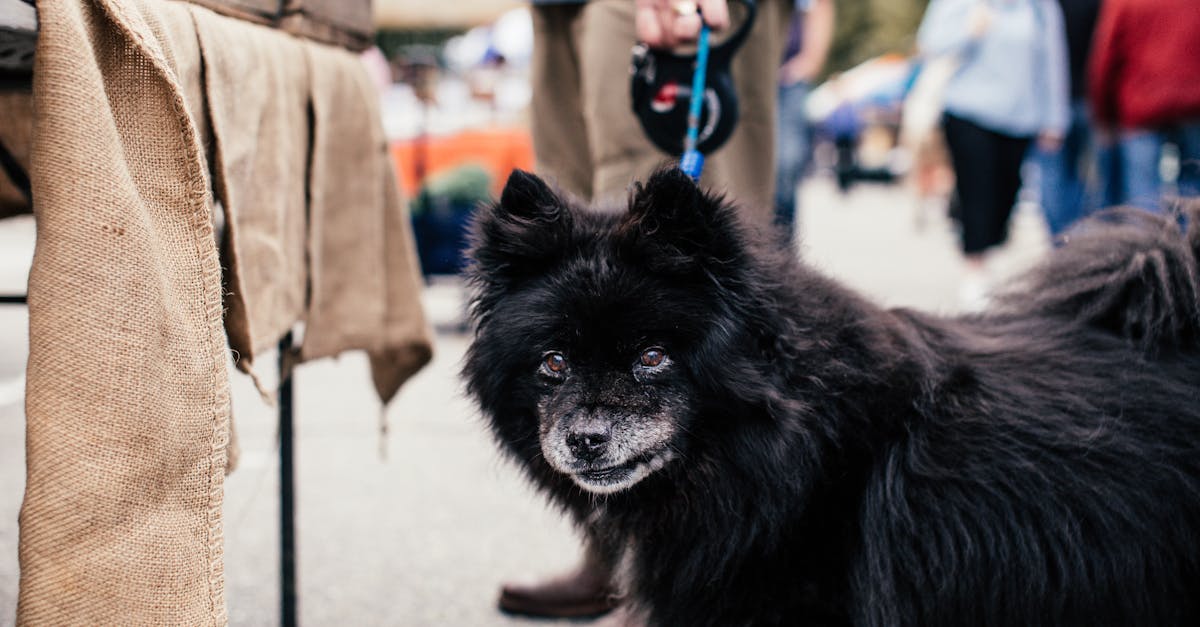 découvrez le métier de gestionnaire de chiens : expert en comportement canin, il assure le bien-être et l'éducation des chiens. formez-vous pour devenir un professionnel passionné au service des animaux.