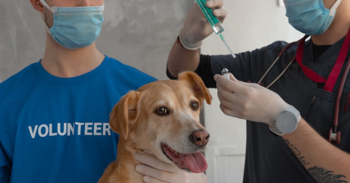 découvrez le métier de chien de travail avec notre guide sur les dresseurs de chiens. apprenez les compétences requises, les formations disponibles et les différentes spécialités en gestion canine pour réussir dans cette profession enrichissante.