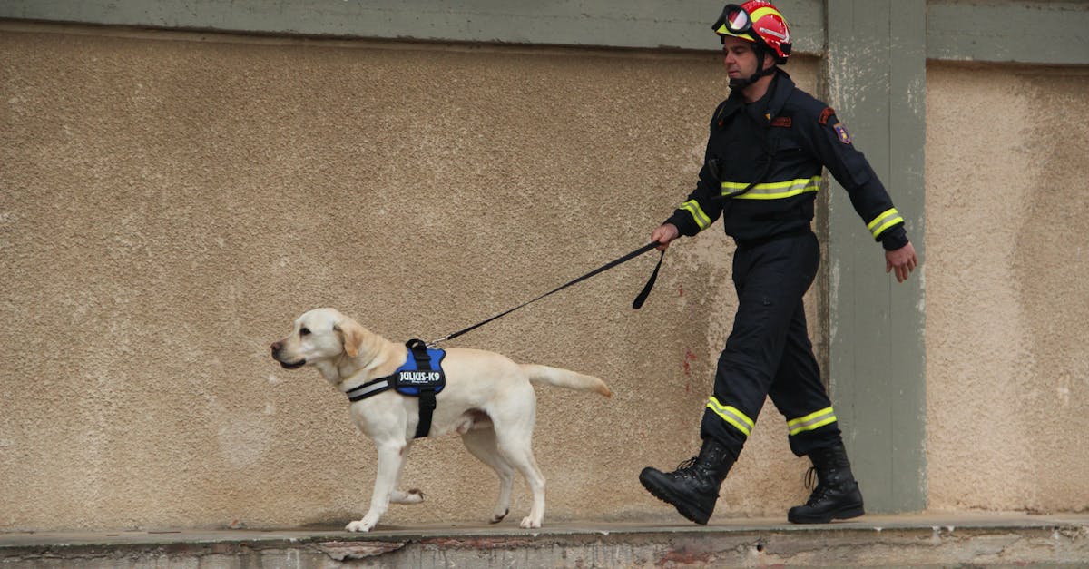 découvrez les compétences essentielles d'un dog handler, garantissant une connexion harmonieuse entre le maître et son chien. apprenez les techniques de dressage, de communication et de gestion du comportement canin pour une relation enrichissante et épanouissante.