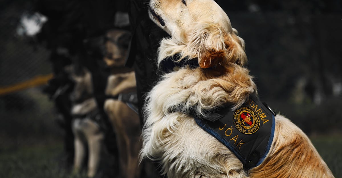découvrez tout sur la gendarmerie, ses missions, son organisation et son rôle essentiel dans la sécurité publique en france. informez-vous sur les actions menées par cette institution au quotidien pour protéger et servir la population.