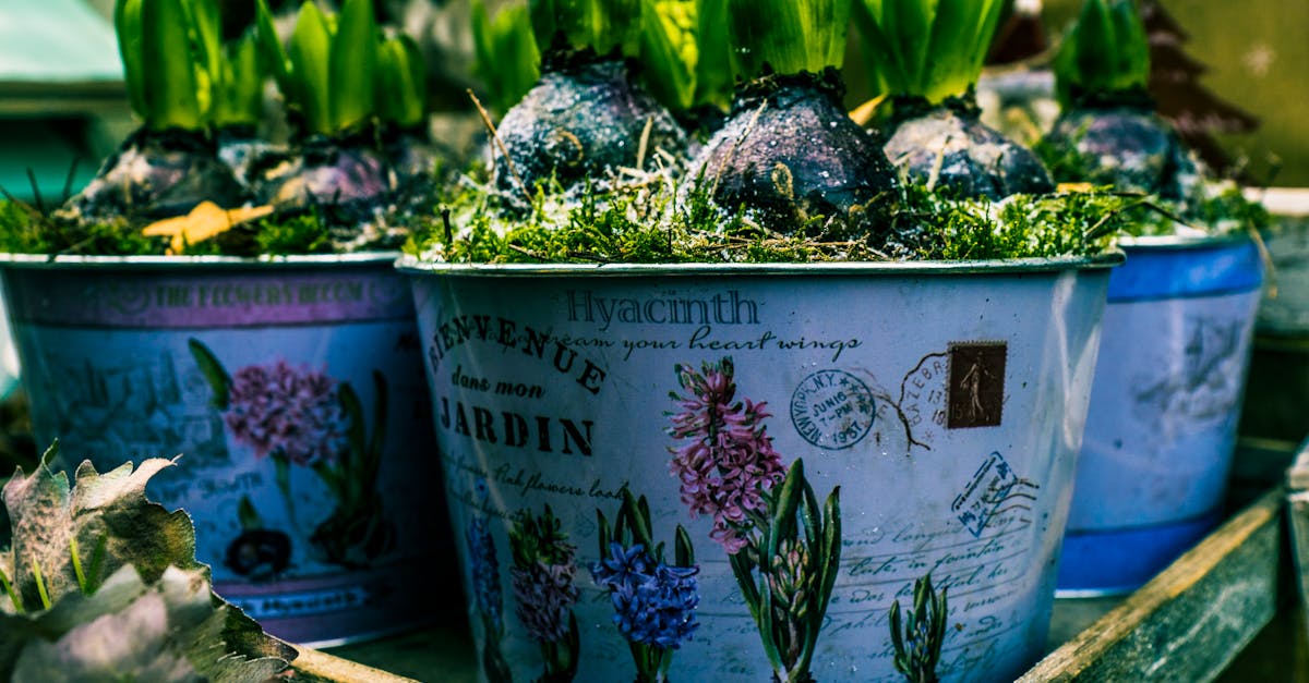 découvrez l'univers fascinant de l'horticulture, entre techniques de culture, conseils pratiques et choix de plantes, pour transformer votre jardin en un véritable havre de paix et de beauté.