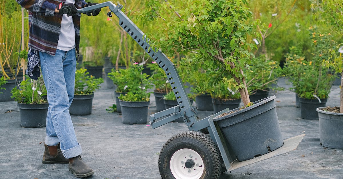 découvrez l'art du paysagisme avec nos conseils et astuces pour transformer votre espace extérieur en un véritable havre de paix. que vous soyez amateur ou professionnel, trouvez l'inspiration pour créer des jardins magnifiques et durables.