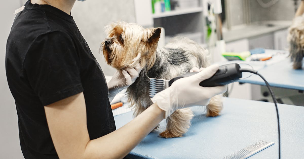 offrez à votre chien un séjour agréable et sécurisé dans notre pension pour chiens. profitez de services de qualité avec des activités adaptées à leur bien-être. réservez dès maintenant pour des vacances relaxantes pour votre compagnon à quatre pattes !