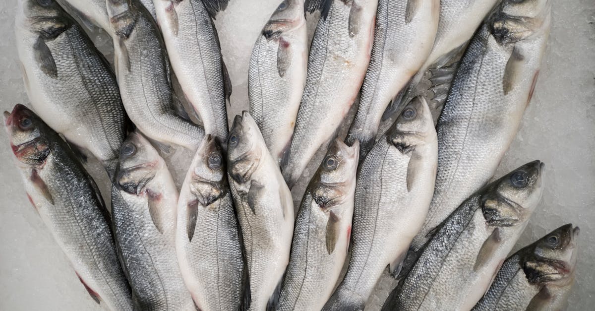 découvrez les saveurs authentiques de la mer chez votre poissonnier. profitez d'un large choix de poissons frais, fruits de mer et spécialités maritimes, soigneusement sélectionnés pour garantir la qualité et la fraîcheur de vos plats.