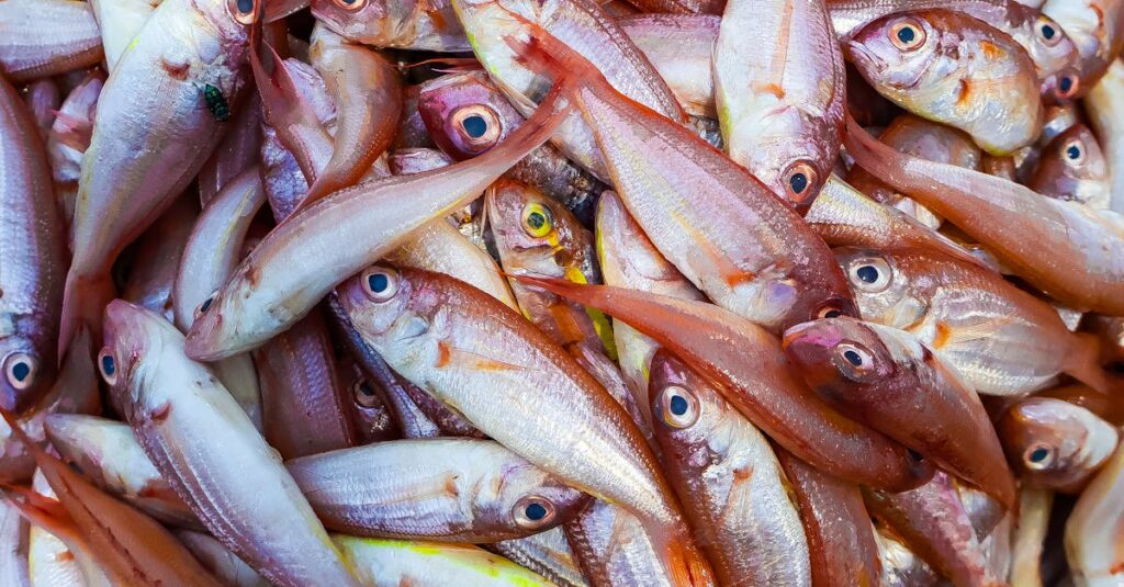 découvrez l'art du poisson frais avec notre poissonnier expert. retrouvez une sélection variée de poissons et fruits de mer de qualité, ainsi que des conseils de préparation pour régaler vos papilles. savourez le meilleur de la mer, directement à votre table !