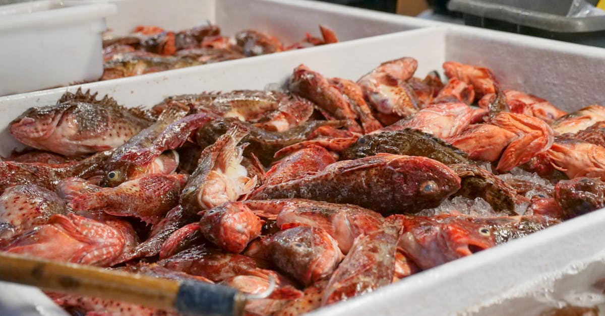 découvrez l'univers du poissonnier, votre expert en produits de la mer. fraîcheur, qualité et savoir-faire au service de vos plats préférés. explorez nos sélections variées de poissons et fruits de mer pour une expérience culinaire exceptionnelle.