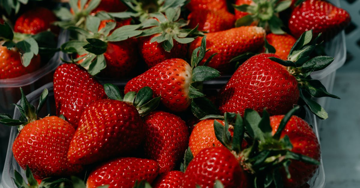découvrez l'univers du maraîchage, une pratique agricole essentielle pour produire des légumes frais et de saison. apprenez les techniques de culture, les astuces pour optimiser vos récoltes et les bienfaits d'une alimentation saine. rejoignez la communauté des passionnés de jardinage et transformez votre espace en un véritable potager!