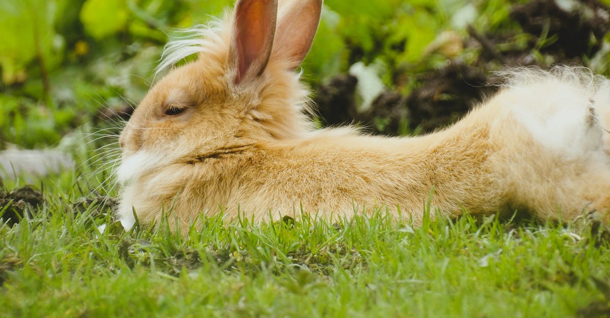 découvrez pet advisor, votre guide ultime pour prendre soin de vos animaux de compagnie. obtenez des conseils d'experts, des critiques de produits et des astuces pour assurer le bien-être de vos amis à quatre pattes.