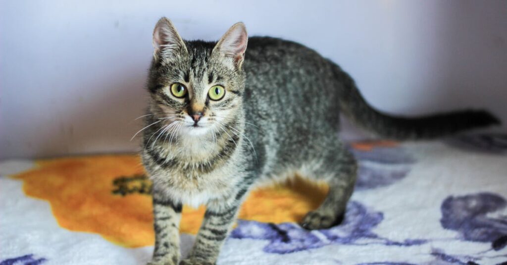 découvrez pet advisor, votre guide incontournable pour choisir le meilleur pour vos animaux de compagnie. profitez de conseils d'experts, d'avis sur les produits et de recommandations personnalisées pour garantir le bien-être de vos amis à quatre pattes.
