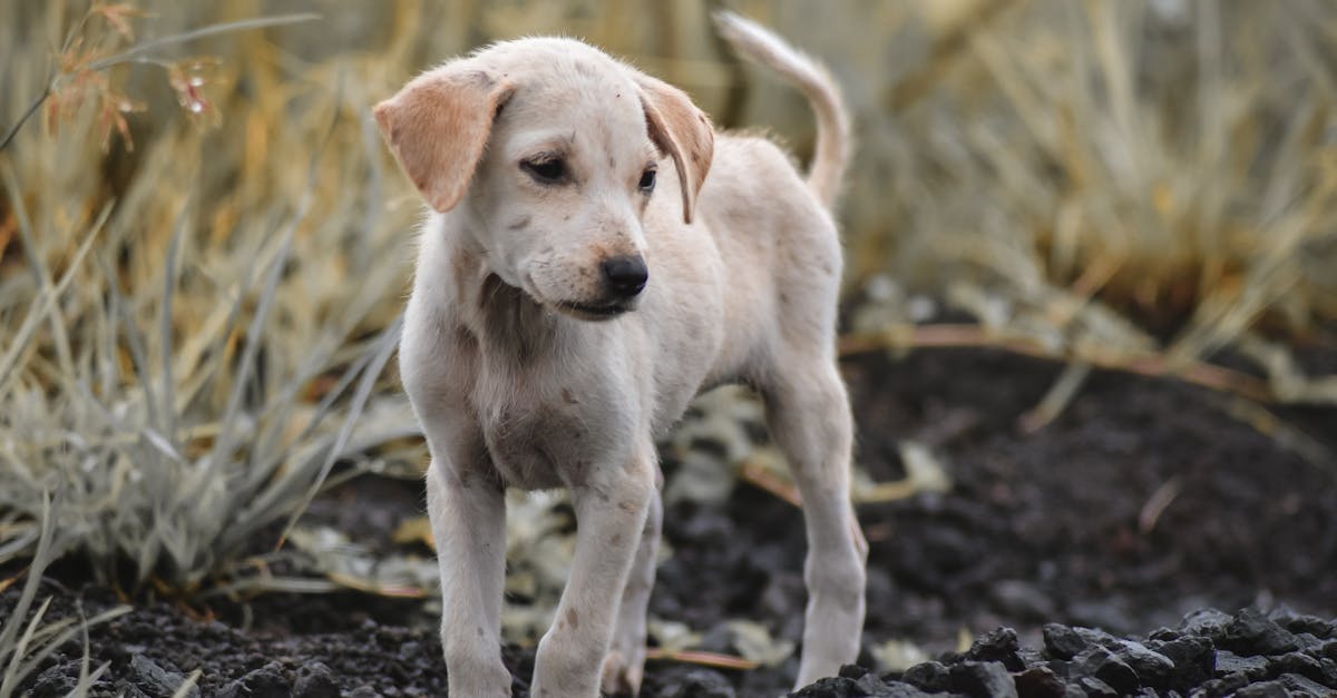 découvrez pet advisor, votre guide incontournable pour tout ce qui concerne les animaux de compagnie. trouvez des conseils pratiques, des avis sur les produits, et des recommandations personnalisées pour assurer le bien-être de vos compagnons à quatre pattes. rejoignez notre communauté d'amoureux des animaux et améliorez leur qualité de vie dès aujourd'hui !