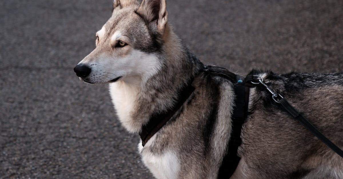 découvrez pet advisor, votre guide incontournable pour choisir le meilleur pour vos animaux de compagnie. avis d'experts, conseils de soins et recommandations de produits, tout pour garantir le bonheur et la santé de vos compagnons à quatre pattes.