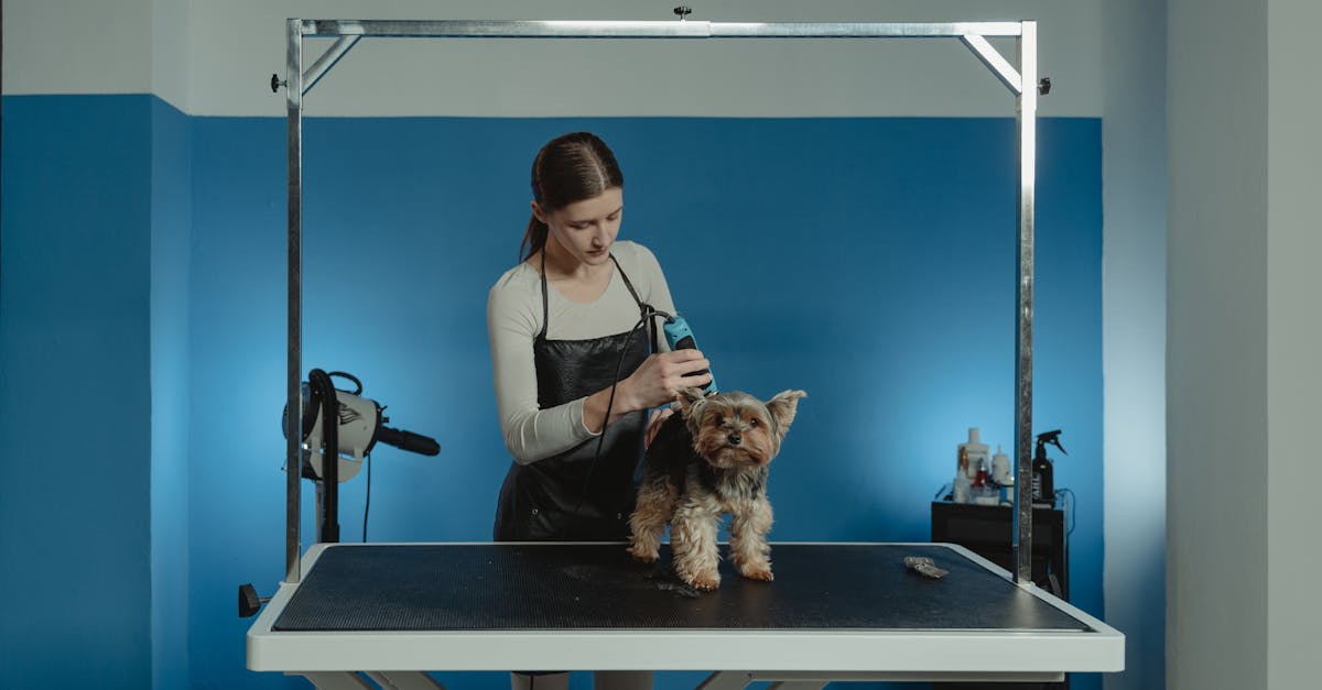 découvrez nos services de toilettage pour animaux de compagnie ! offrez à votre fidèle compagnon un moment de bien-être avec notre équipe de professionnels qui s'occupe de leur beauté et hygiène. toilettage complet, bain, coiffure et soins adaptés à chaque race. réservez dès maintenant !