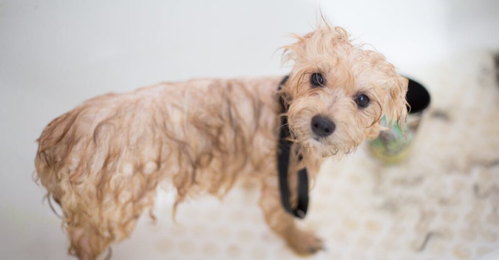 offrez à votre animal de compagnie le meilleur toilettage avec nos services de pet grooming. nous nous occupons de la coupe, du bain et des soins de votre fidèle compagnon pour le garder propre et heureux.