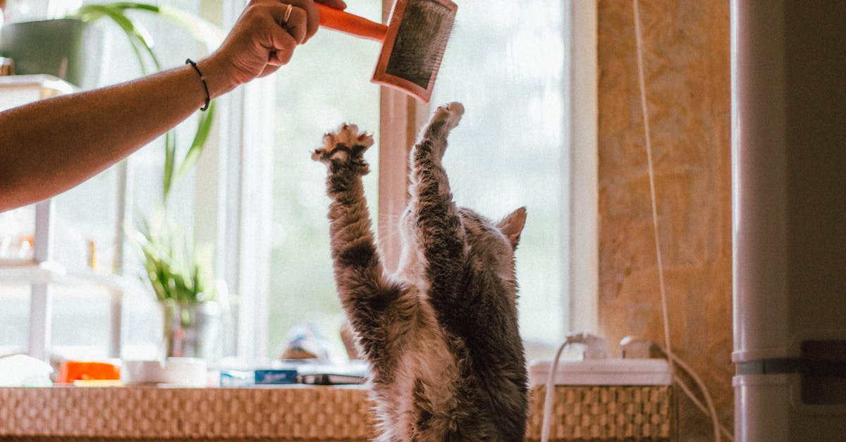 découvrez nos services de toilettage pour animaux de compagnie, où le bien-être et le style de votre fidèle compagnon sont notre priorité. offrez-lui une expérience de toilettage complète et professionnelle, adaptée à ses besoins spécifiques.