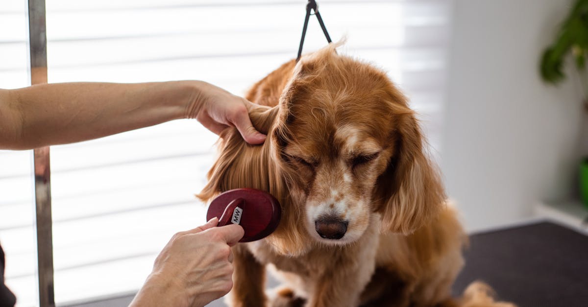découvrez notre service de toilettage professionnel pour animaux. offrez à votre compagnon à quatre pattes une expérience de soin inégalée avec des techniques adaptées à chaque race. bien-être, propreté et esthétique au rendez-vous !