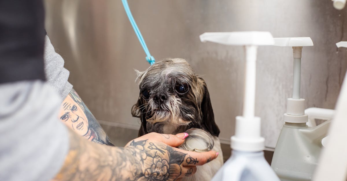 découvrez nos services de toilettage pour animaux qui garantissent un soin et une attention de qualité pour votre compagnon à quatre pattes. offrez-lui une expérience de toilettage agréable et professionnelle, tout en préservant sa santé et son bien-être.
