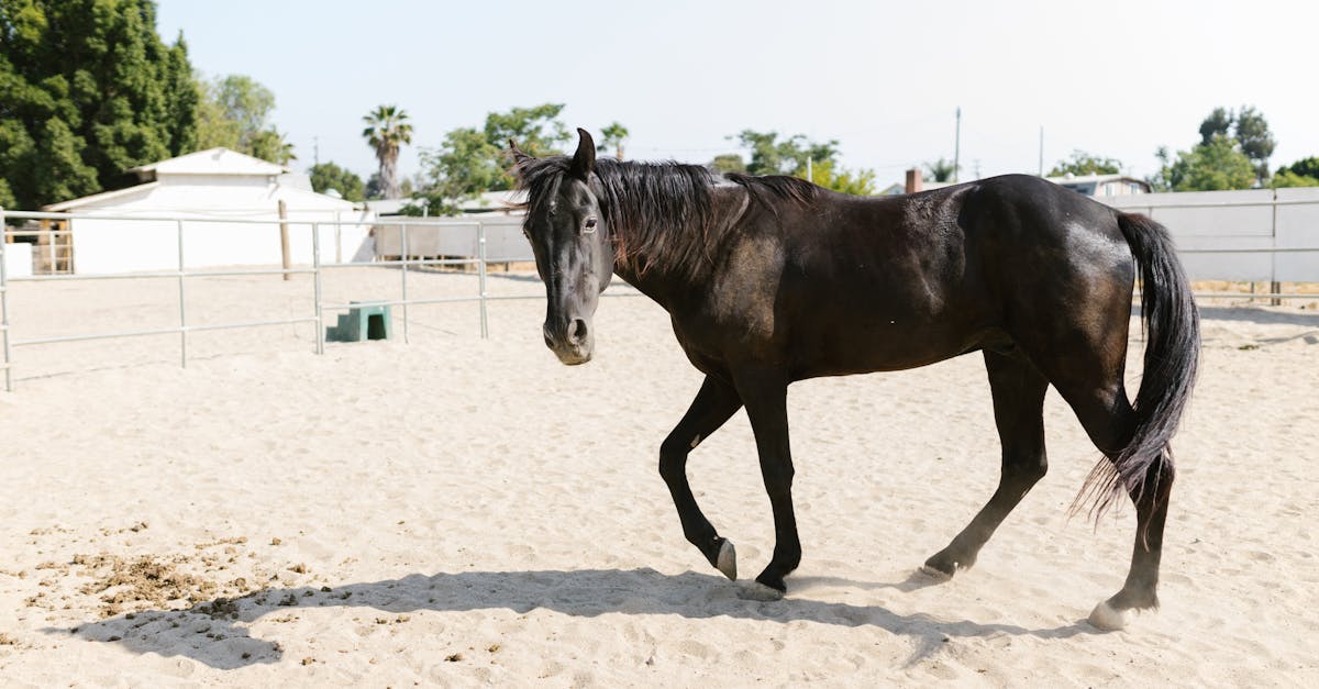 découvrez l'histoire, les rôles et l'évolution de la cavalry à travers les âges : de l’antiquité aux guerres modernes, plongez dans l’univers fascinant de la cavalerie et de ses célèbres combattants à cheval.