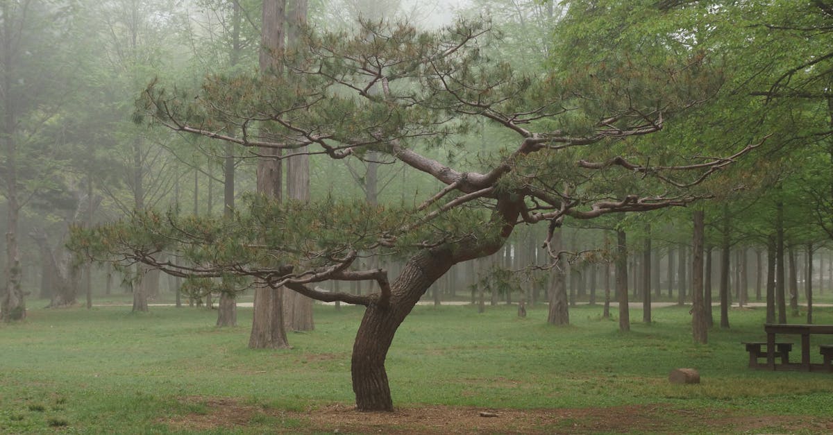 découvrez le métier d'arborist : expert de l'arbre, il assure la santé, la sécurité et l’esthétique des arbres en milieu urbain ou naturel. conseils, entretien, élagage et soins adaptés.
