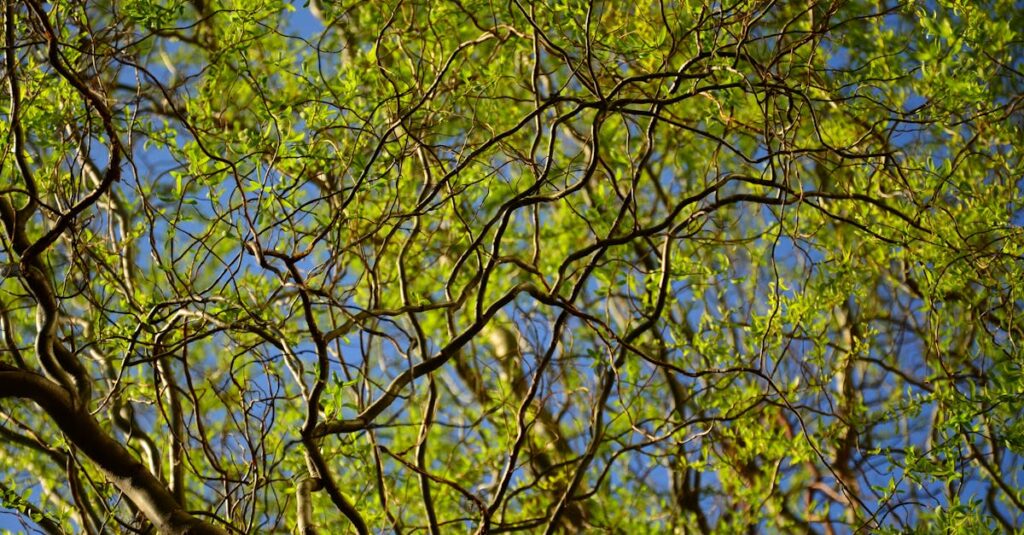 découvrez le métier d'arborist : un expert passionné par les arbres, spécialisé dans l’entretien, l’élagage et la préservation de leur santé. nos conseils pour choisir le bon professionnel et en savoir plus sur ce métier essentiel à l’environnement.