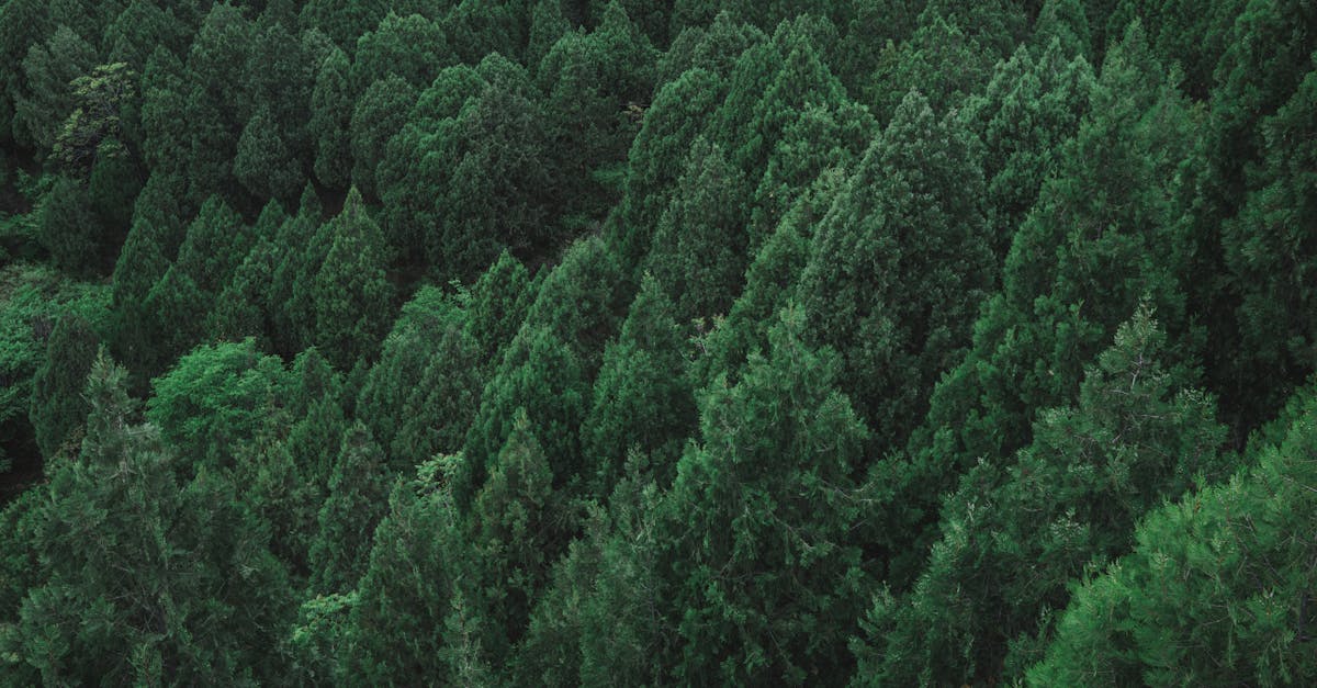 découvrez le métier d’arborist : spécialiste de l’entretien, de la taille et des soins aux arbres pour assurer leur santé et leur sécurité dans tous les environnements.