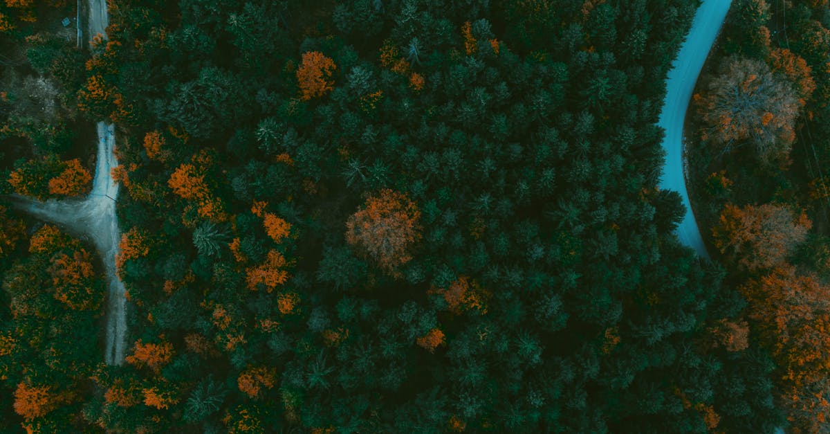 découvrez le métier d'arborist : expert de l'entretien, de la taille et de la préservation des arbres pour assurer leur santé et leur sécurité dans les espaces verts.