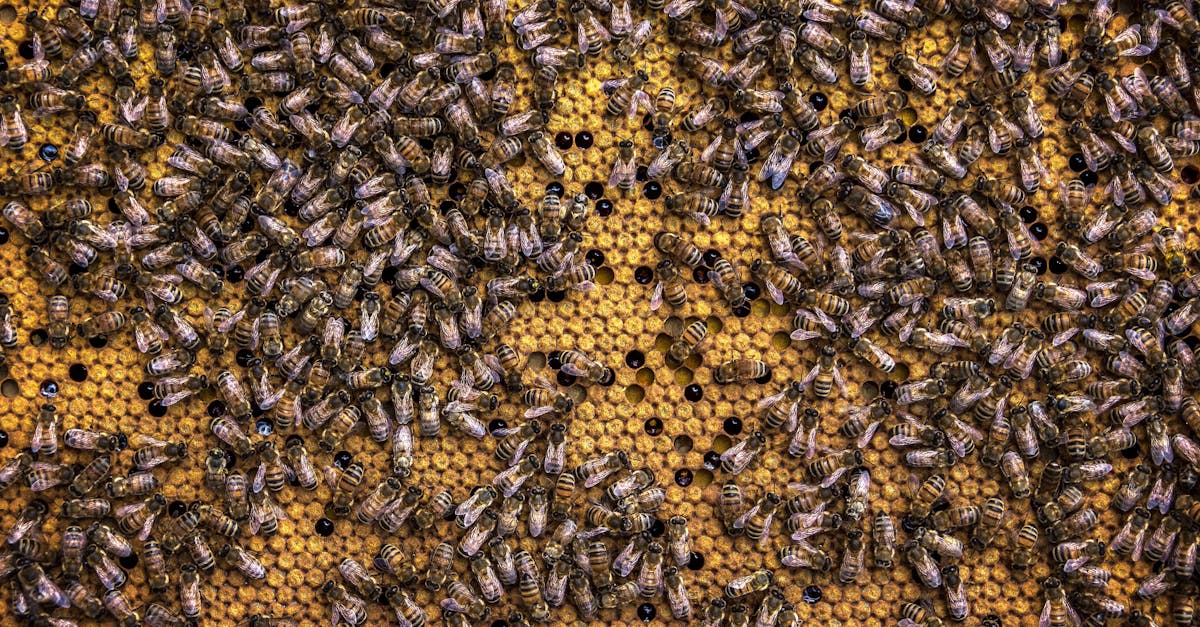 découvrez l'apiculture : conseils pratiques, matériel essentiel et astuces pour débuter ou perfectionner votre élevage d'abeilles, tout en préservant l'environnement.