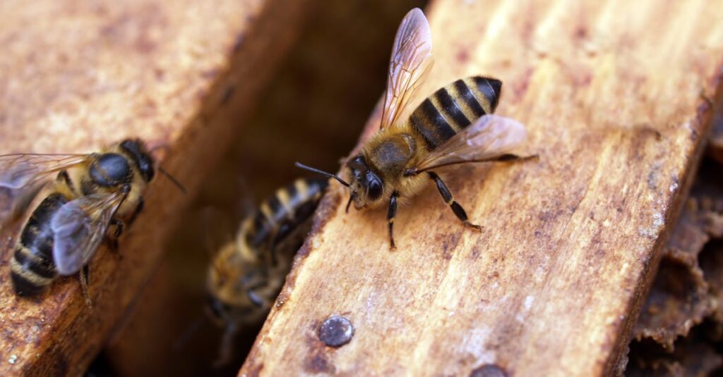 Le métier d’apiculteur : passion et responsabilité au service des abeilles découvrez l'apiculture : conseils, techniques et astuces pour débuter l'élevage d'abeilles, produire votre propre miel, et contribuer à la protection de la biodiversité.