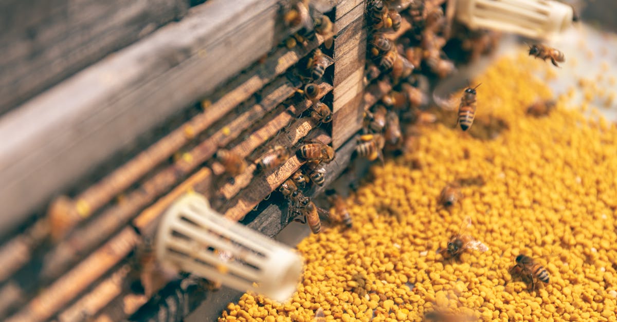 découvrez l'apiculture, l'art d'élever des abeilles pour récolter du miel naturel et préserver la biodiversité. conseils, techniques et astuces pour démarrer le beekeeping avec succès.